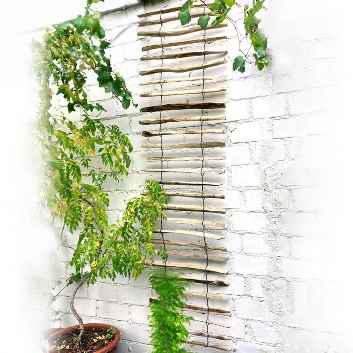 Holz Rankhilfe RANKA Anwendung Mattenlager