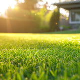 Rasenmatte ISY - geschützte Anzucht von Rasensamen