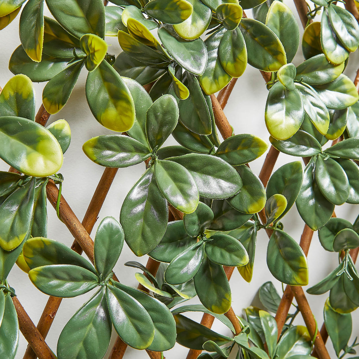 Dekozaun LEAF ME ALONE - Bayberry - Der natürliche Sichtschutz