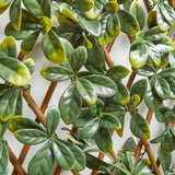 Dekozaun LEAF ME ALONE - Bayberry - Der natürliche Sichtschutz