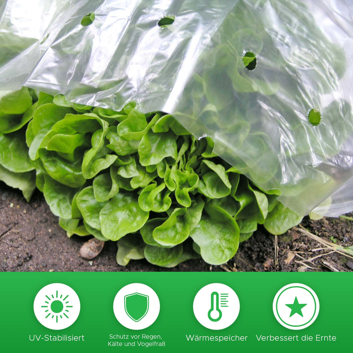 Frühbeet-Folie VIVA Anwendung Salat Mattenlager 