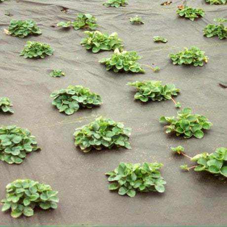 Unkrautvlies NUTURA Anwendung Mattenlager